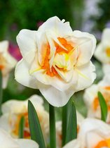 250x Narcissen 'Flower drift'  bloembollen met bloeigarantie