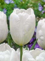 200x Tulpen 'Hakuun'  bloembollen met bloeigarantie