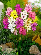 200x Ixia 'Ixia gemengd'  bloembollen met bloeigarantie