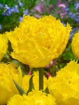 80x Tulpen 'Mon amour'  bloembollen met bloeigarantie