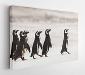 Canvas schilderij - Magellanic penguins heading out to sea for fishing on a sandy beach, Falklands  -     1320409331 - 40*30 Horizontal