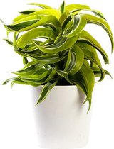 Plant in hydrocultuur systeem van Botanicly: Drakenboom met weinig onderhoud – in wit kleurig hydrocultuur sierpot – Hoogte: 35 cm – Dracaena derem. Lemon Lime