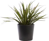 Plant in hydrocultuur systeem van Botanicly: Drakenboom met weinig onderhoud – in antraciet kleurig hydrocultuur sierpot – Hoogte: 25 cm – Dracaena Marginata