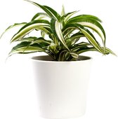 Plant in hydrocultuur systeem van Botanicly: Drakenboom met weinig onderhoud – in wit kleurig hydrocultuur sierpot – Hoogte: 30 cm – Dracaena derem. Malayka