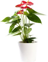 Plant in hydrocultuur systeem van Botanicly: Flamingoplant met weinig onderhoud – in wit kleurig hydrocultuur sierpot – Hoogte: 55 cm – Anthurium andr. Arion