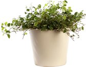 Plant in hydrocultuur systeem van Botanicly: Klimmenfig met weinig onderhoud – in crème kleurig hydrocultuur sierpot – Hoogte: 5 cm – Ficus pumila Sunny