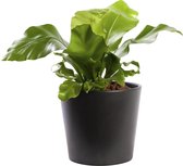 Plant in hydrocultuur systeem van Botanicly: Nestvaren met weinig onderhoud – in antraciet kleurig hydrocultuur sierpot – Hoogte: 30 cm – Asplenium Nidus