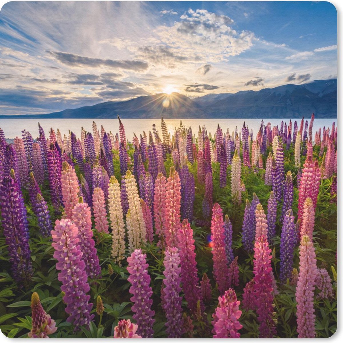 Muismat 30x30 cm - Mousepad Nieuw-Zeeland - Plant - Roze - Muismatten