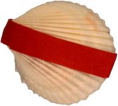 toverschelp met zeegras rood