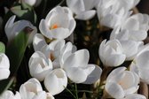 Crocus Ard Schenk / 100 stuks / bloembollen / krokus bollen