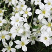 6x Gypsophila repens ‘Alba’ - Kruipend gipskruid - Pot 9x9 cm