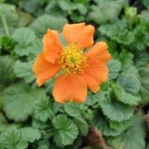 6x Geum coccineum ‘Borisii’ - Nagelkruid - Pot 9x9 cm