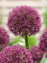 50x Allium 'Ostara'  bloembollen met bloeigarantie
