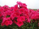 Phlox Paniculata Mary 5 stuks - Vlambloem-Flox-Floks-Bijen-Vlinders