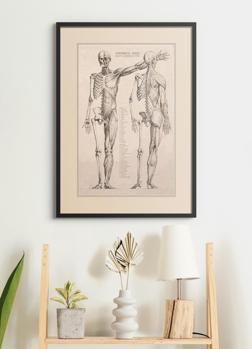 Esque Poster In Zwarte Lijst - Vintage Anatomie - 70x50 cm - Hart, Spieren, Organen en Skelet