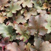 3x Heuchera ‘Chocolate Ruffles’® - Purperklokje - Pot 9x9 cm