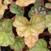 3x Heuchera ' Beauty Colour'® - Cloche violette - Pot 9x9 cm