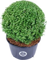 Ilex crenata 'Dark Green' - Japanse hulst - Bolvorm Ø 60 cm - Pot Ø 45 cm (45 liter)