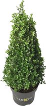 Ilex crenata 'Dark Green' - Japanse hulst - Piramidevorm - Planthoogte: 50 cm - Pot Ø 23 cm (5 liter)