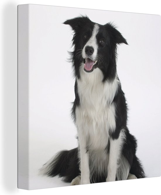 Canvas Schilderij Portretfoto van een brave border collie die zit - 20x20 cm - Wanddecoratie