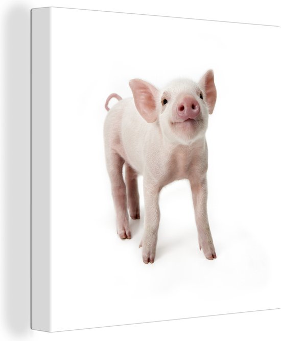 Toile Peinture Cochon - Animaux - Wit - 20x20 cm - Décoration murale