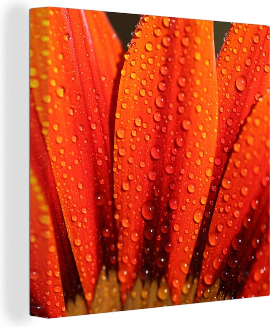 Canvas Schilderij Oranje bloem met vroege dauwdruppels - 90x90 cm - Wanddecoratie