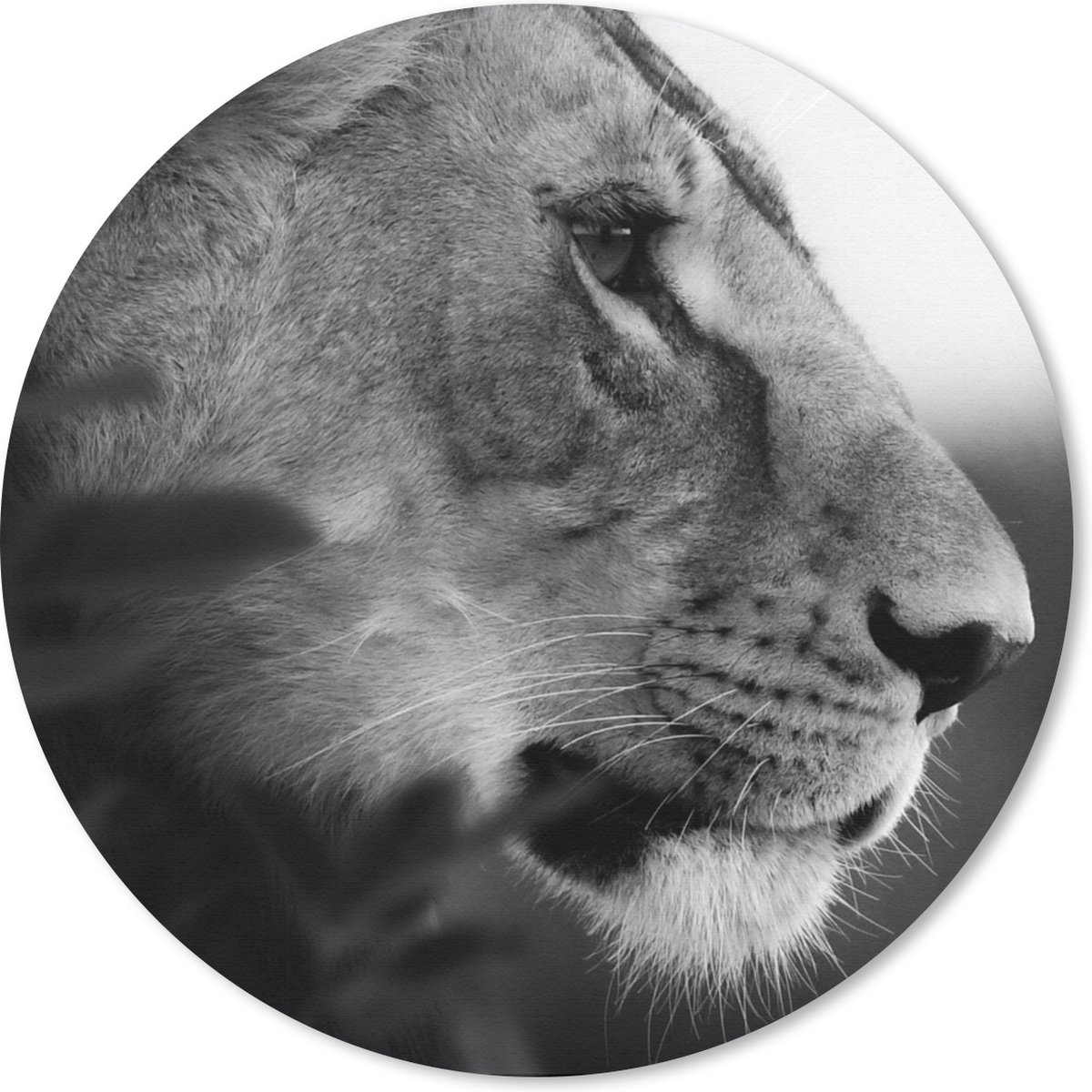 Muismat - Mousepad - Rond - Leeuw - Wilde dieren - Jungle - Zwart - Wit - 30x30 cm - Ronde muismat