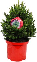 Picea abies 'Will's Zwerg' - Mini Kerstboom - Kleine Kerstboom - 70 cm - Potmaat 23