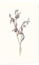 Bijenorchis (Bee Orchis) - Foto op Dibond - 40 x 60 cm