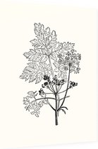 Gevlekte Scheerling zwart-wit (Hemlock) - Foto op Dibond - 30 x 40 cm