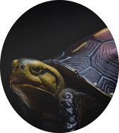 Schildpad op zwarte achtergrond - Foto op Dibond - ⌀ 60 cm