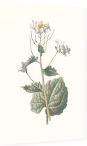 Look-zonder-look (Garlic Mustard) - Foto op Dibond - 60 x 90 cm