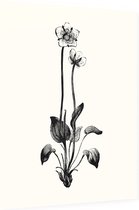 Parnassia zwart-wit (Grass of Parnassus) - Foto op Dibond - 30 x 40 cm