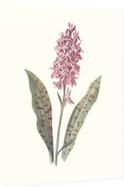 Orchis (Orchis) - Foto op Dibond - 30 x 40 cm