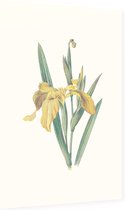 Gele Iris (Yellow Iris) - Foto op Dibond - 40 x 60 cm
