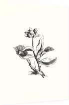 Eiloof zwart-wit (Ivy Berries) - Foto op Dibond - 60 x 80 cm