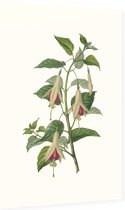 Bellenplant Aquarel (Fuchsia) - Foto op Dibond - 40 x 60 cm