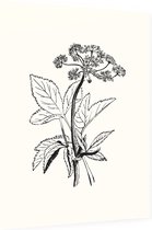 Zevenblad zwart-wit (Gout Weed) - Foto op Dibond - 60 x 80 cm