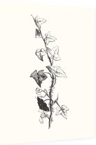 Klimop zwart-wit 2 (Ivy) - Foto op Dibond - 60 x 80 cm