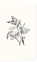 Torilis zwart-wit (Hedge Parsley) - Foto op Dibond - 40 x 60 cm