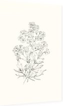 Poelruit zwart-wit Schets (Yellow Meadow Rue) - Foto op Dibond - 60 x 90 cm