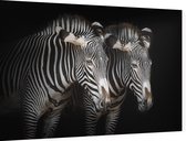 Zebra koppel op zwarte achtergrond - Foto op Dibond - 90 x 60 cm