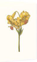 Goudbandlelie Aquarel (Yellow Japan Lily) - Foto op Dibond - 40 x 60 cm