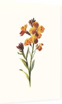 Muurbloempje (Wallflower White) - Foto op Dibond - 40 x 60 cm