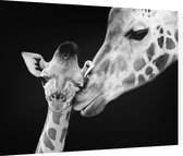 Giraffe koppel op zwarte achtergrond - Foto op Dibond - 80 x 60 cm