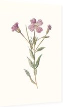 Harig Wilgenroosje (Greater Willow Herb) - Foto op Dibond - 40 x 60 cm