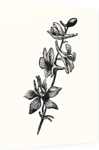 Ridderspoor zwart-wit (Larkspur) - Foto op Dibond - 60 x 80 cm