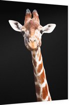 Giraffe op zwarte achtergrond - Foto op Dibond - 30 x 40 cm