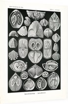 Terebratula - Spirohranchia (Kunstformen der Natur), Ernst Haeckel - Foto op Dibond - 30 x 40 cm