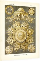 Toreuma - Discomedusae (Kunstformen der Natur), Ernst Haeckel - Foto op Dibond - 60 x 80 cm